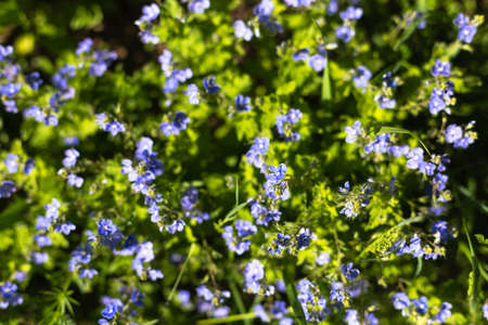 Veronica Dubravnayaの写真素材