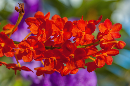 A branch of red orchid in the gardenの写真素材
