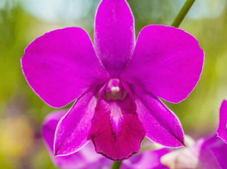 Close-up of pink orchid in the gardenの写真素材