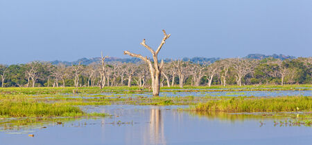 Wild savanna at dawn in Yala National Park, Sri Lankaの写真素材