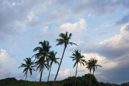 Windy tropical summerの写真素材