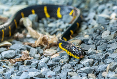 Snake  bungarus on a background of stones in a natural environmentの写真素材