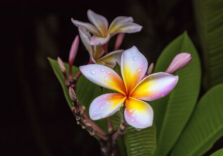 Frangipani flowers on a tree in the garden at nightの写真素材