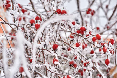 Ice covered red rosehip berries in cold winter weather on blurred background