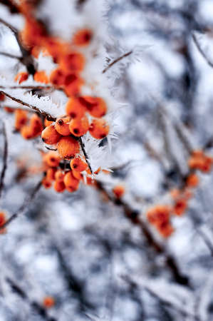 Red rowan berries covered with frost in the winter morning landscape. Nature banner with a place for the text.の写真素材