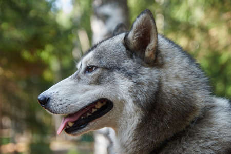 pets, purebred dogs, homeless animals, dog food, beautiful dog breeds, small dogs, collar, dog on a chainの写真素材
