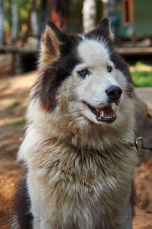 pets, purebred dogs, homeless animals, dog food, beautiful dog breeds, small dogs, collar, dog on a...