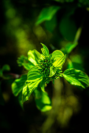 Green leaves in the garden. Shallow depth of field. Selective focus.の写真素材
