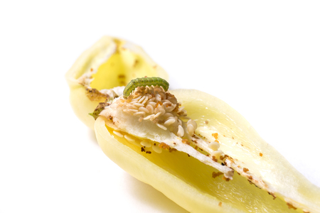 Pest in orchards and gardensの写真素材