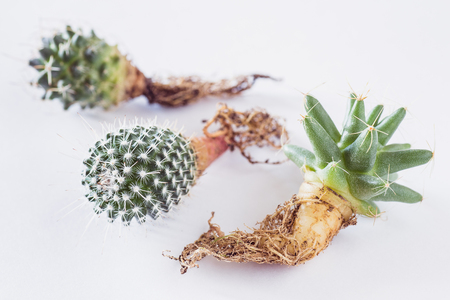 various cactuses with bare roots before planting on a light background top viewの写真素材
