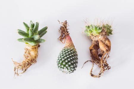 various cactuses with bare roots before planting on a light background top viewの写真素材