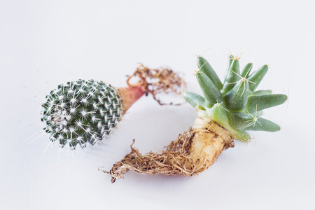 various cactuses with bare roots before planting on a light background top viewの写真素材
