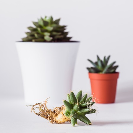 various cactuses with bare roots before planting on a light backgroundの写真素材