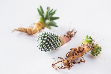 various cactuses with bare roots before planting on a light background top viewの写真素材