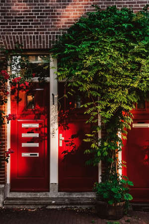 Red doors and brick wall with beautiful green leaves in Amsterdam, Netherlands. Amazing sunlight and shadows on the house wall.の写真素材
