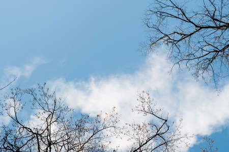 Spring and autumn leafless trees on a blue sky background. Seasonal dramatic concept. Structure and...