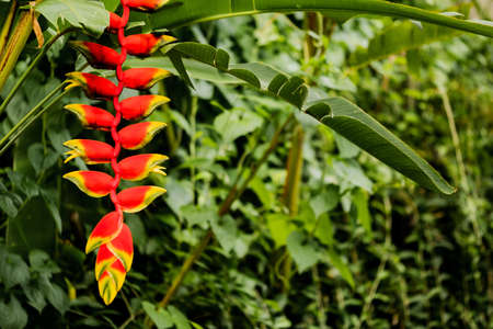 Heliconia rostrata flower in the garden. Background contains plants and green colours. Tropical. Lobster Hanging Claw or False Bird of Paradise. plant, are a source of nectar for birds and insects.の写真素材