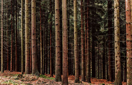 Pine trees and trunks in the forest park. Autumn season . Romantic walky mood. Postcard concept. Perspective picture of the trees. Ecological problem nature. Pattern style.の写真素材