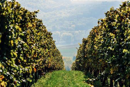 A number of vineyards going into the distance perspective.