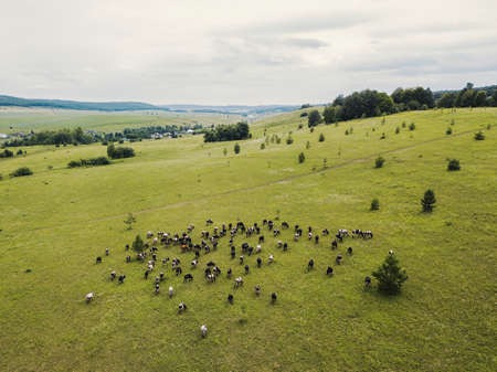 Cows graze in a meadow in a field. Aerial view from above from a drone. Picture from the top. Pasture and green grass. Panoramic shot. Farming and agricultural concept.の写真素材