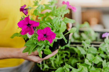 Man in yellow clothes takes seedlings with petunia flowers to plant them. Close-up plan. Spring season. Preparation for the summer season. Gardening and plant growing concept. Small pot.の写真素材