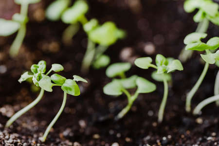 Group of green sprouts growing out of the ground before seedlings. Spring gardening and planting concept. Micro green and horticulture. Ecological and botanical theme. Selective focus.の写真素材
