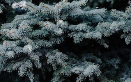 Branches of blue spruce. Close-up. Needles on the tree. Ecological and planting concept. Safety of our planet. Copy space.の写真素材