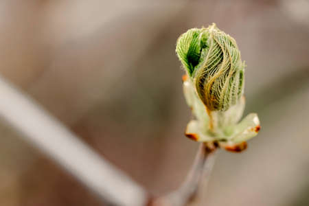 Chestnut tree leaves bloom in spring. Birth and ecological concept. Close-up of the leaf. Blured background. Beautiful nature and one branch. Amazing texture and structure.の写真素材