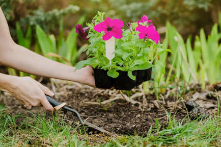 Close-up plan of female woman hands digging with a spatula seedlings with petunia flowers to plant them. Spring season. Preparation for the summer season. Gardening and plant growing concept.の写真素材