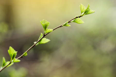 Twig with young blossoming leaves in the spring. Young tree growing at the spring. The buds have bloomed. Close-up. Copy space. Ecological and birth concept. Selective focus.の写真素材