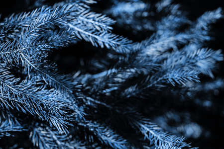 Branches of blue spruce. Close-up. Colour of the year. Needles on the tree. Ecological and planting concept. Safety of our planet. Copy space.の写真素材