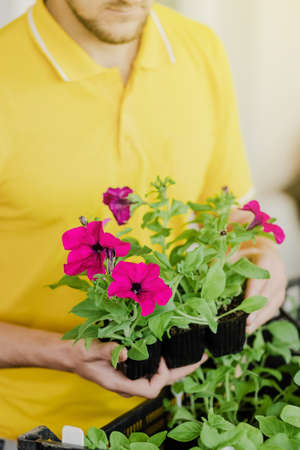 Man in yellow clothes takes seedlings with petunia flowers to plant them. Close-up plan. Spring...