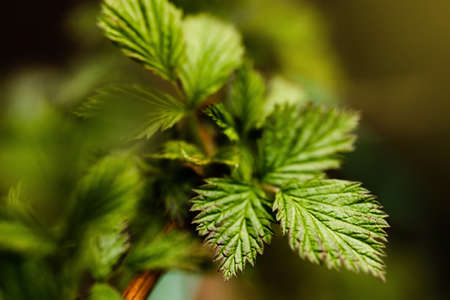 Young raspberry leaves bloom in spring. Young tree growing at the spring. The buds have bloomed. Close-up plan. Copy space. Ecological and birth concept. Buds bloom on a tree. Selective focus.の写真素材