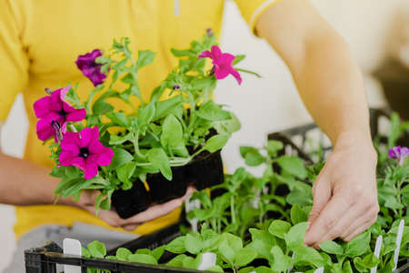 Man in yellow clothes takes seedlings with petunia flowers to plant them. Close-up plan. Spring season. Preparation for the summer season. Gardening and plant growing concept. Small pot.の写真素材