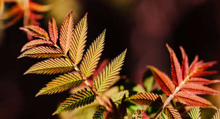 Mountain ash spiraea at spring. Spirea Sorbaria sorbifolia, horticulture. Red, orange, and yellow leaf with copy space. Spring gardening and planting concept. Ecological and botanical theme.の写真素材