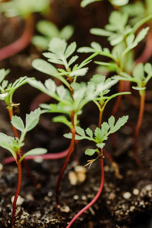 Group of green sprouts growing out of the ground before seedlings. Spring gardening and planting concept. Micro green and horticulture. Ecological and botanical theme. Selective focus. Vertical shot.の写真素材