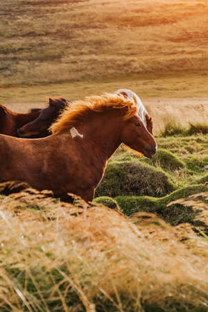 Icelandic horses graze in the field. Close-up. Beautiful red hair and long shaggy bang. Vertical shot. Livestock and pastoralism. Farm. A rare unique breed.の写真素材