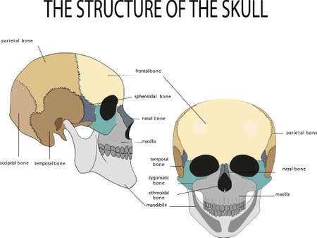 human skull anatomy, medical illustration, front and side viewのイラスト素材