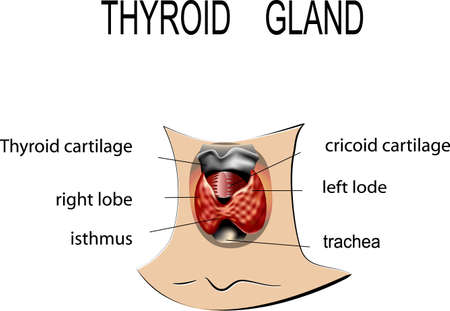 illustration of human thyroid gland. normal anatomyのイラスト素材