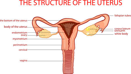 illustrftion of the structure of the uterusのイラスト素材