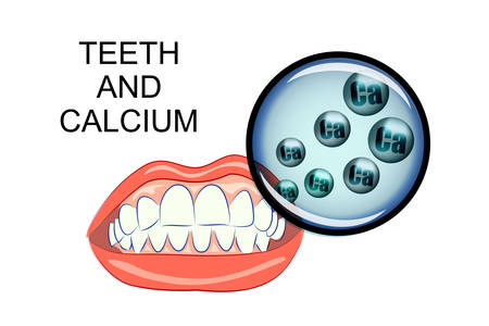 illustration of healthy gums and teeth. healthy teeth and calciumのイラスト素材