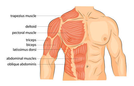 illustration of a male body arms shoulders chest and abs. bodybuildingのイラスト素材