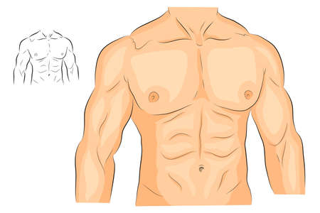 illustration of a male body arms shoulders chest and abs. bodybuildingのイラスト素材