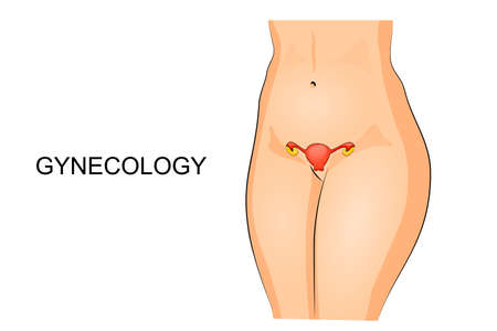 illustration of a womans abdomen, uterus and ovariesのイラスト素材