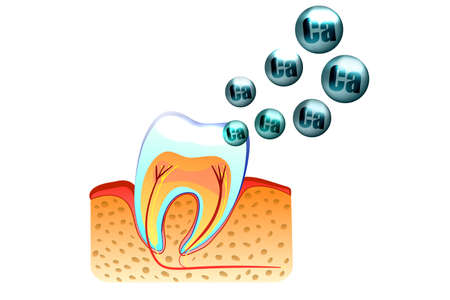 illustration of teeth and saturation with calcium of tooth enamelのイラスト素材