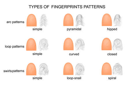 illustration of different types of fingerprintsのイラスト素材