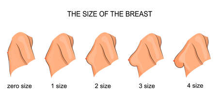 vector medical illustration of a mammary glandのイラスト素材