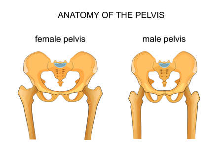 vector illustration of a comparison of the skeleton of the male and female pelvisのイラスト素材