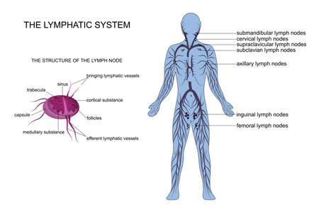 vector illustration of anatomy of the lymphatic system