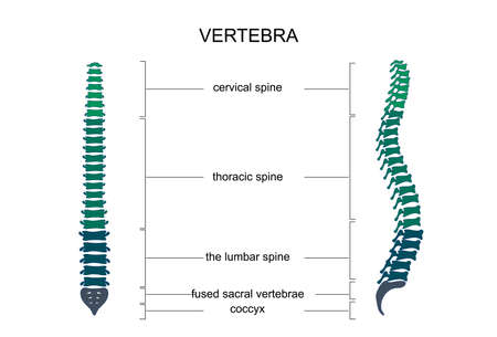 vector illustration of anatomy of the vertebral columnのイラスト素材